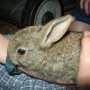 The latest member of our family. Sprinkle the wild rabbit is very cute and tame.